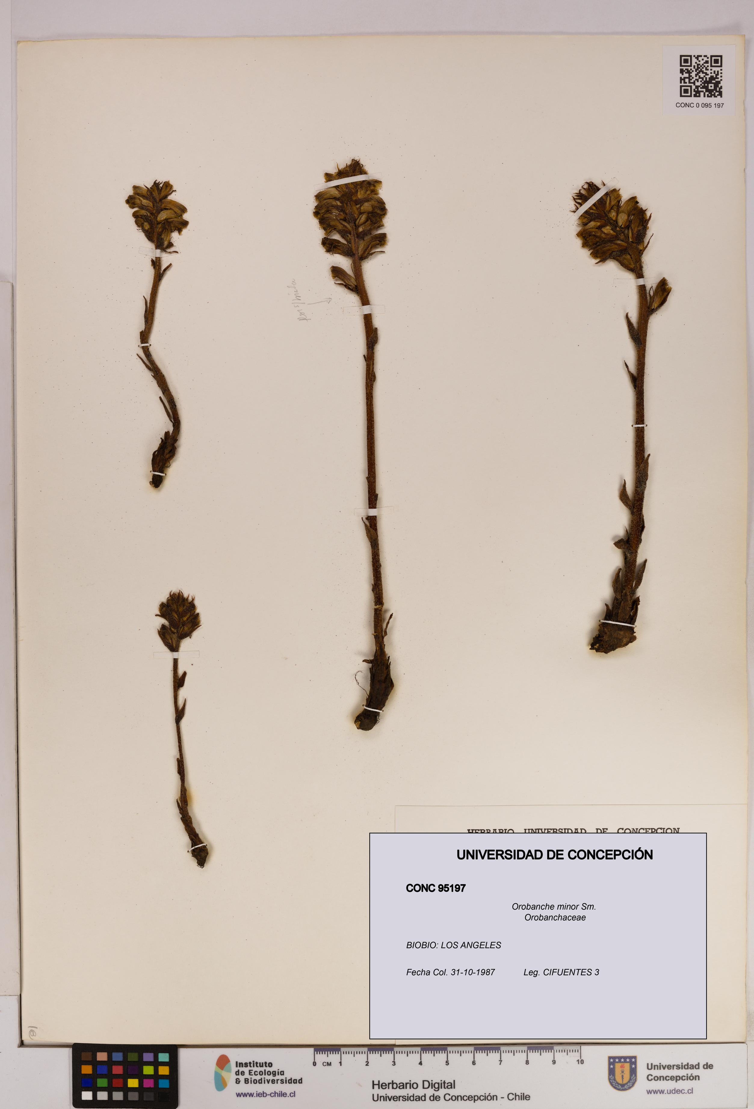 Orobanche minor [Espécimen: UDEC:CONC:0095197]