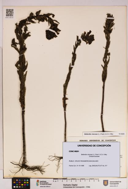 Bellardia viscosa [Espécimen: UDEC:CONC:0095201]