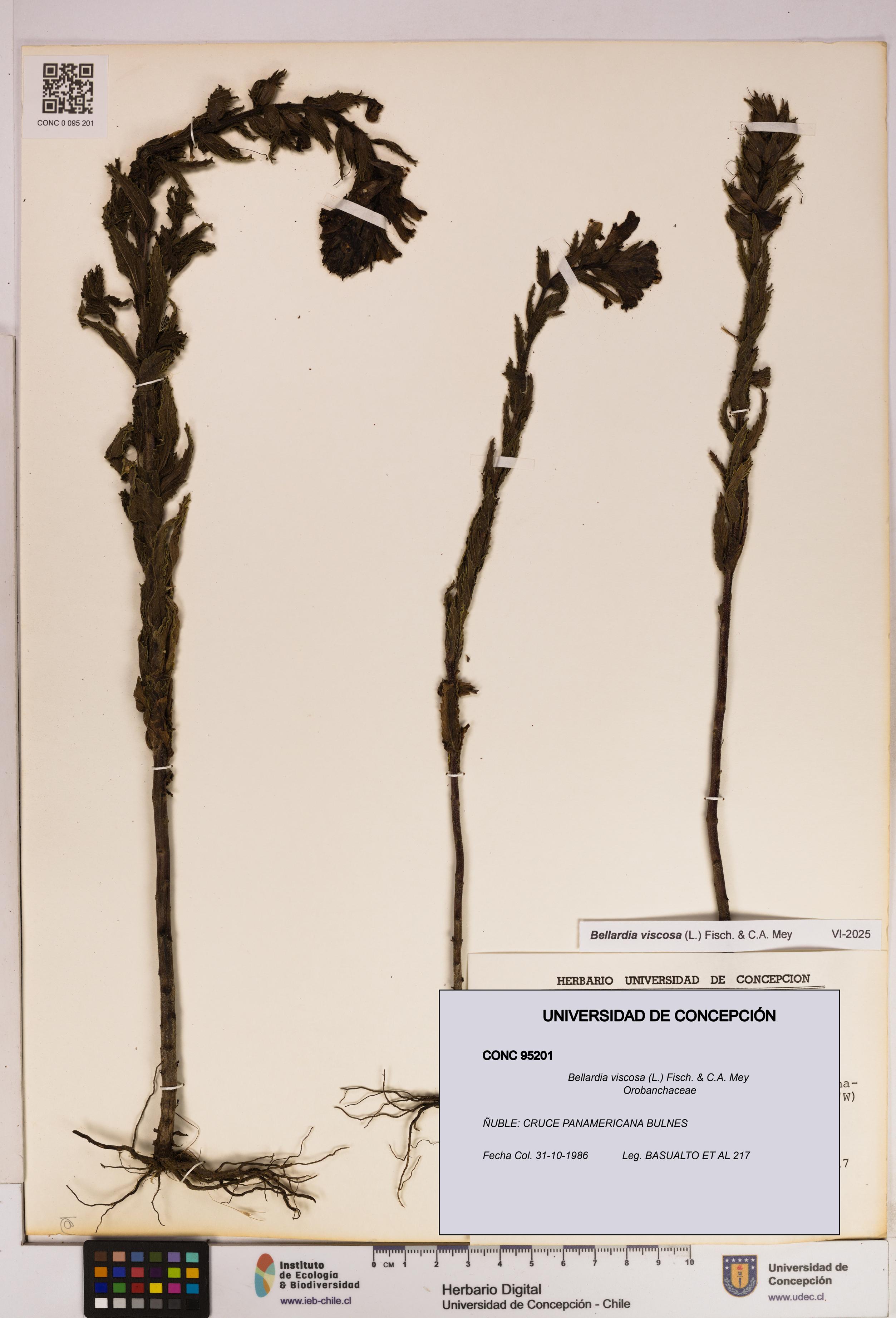 Bellardia viscosa [Espécimen: UDEC:CONC:0095201]