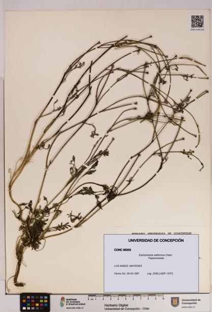 Eschscholzia californica [Espécimen: UDEC:CONC:0095203]
