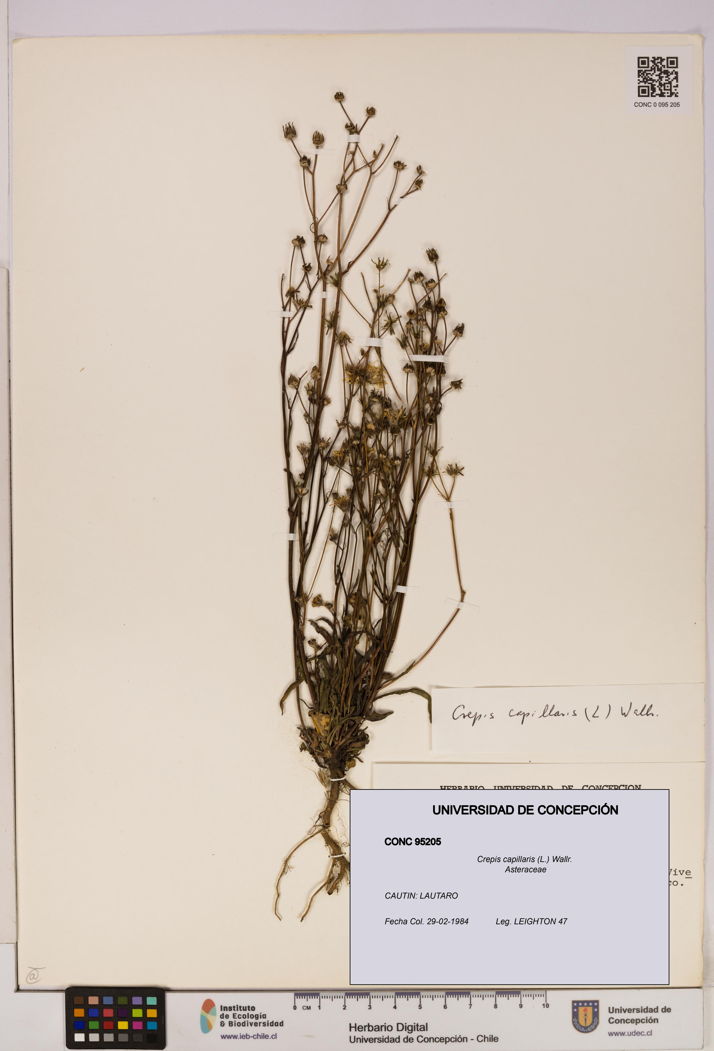 Crepis capillaris [Espécimen: UDEC:CONC:0095205]