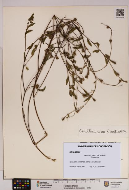 Oenothera rosea [Espécimen: UDEC:CONC:0095208]