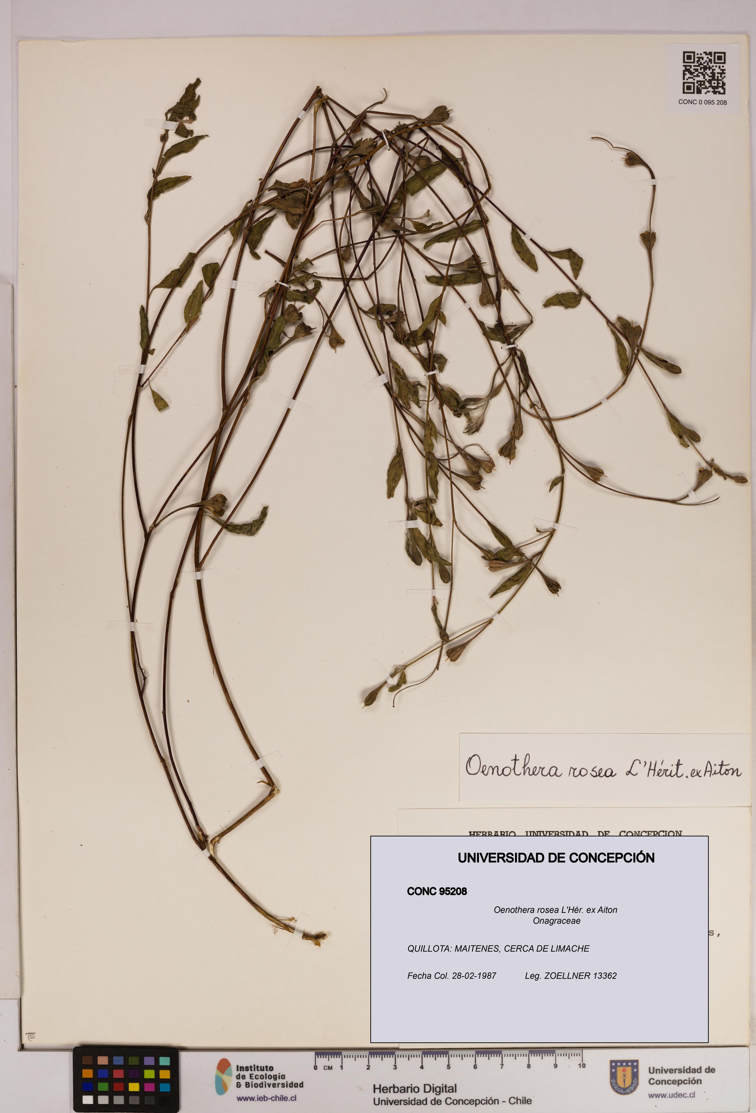 Oenothera rosea [Espécimen: UDEC:CONC:0095208]