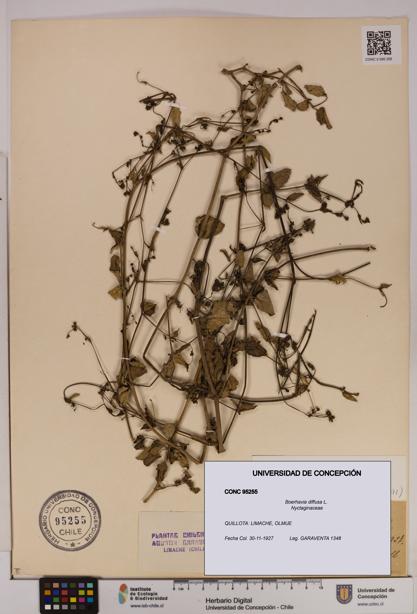 Boerhavia diffusa [Espécimen: UDEC:CONC:0095255]
