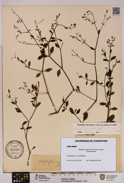 Mirabilis prostrata [Espécimen: UDEC:CONC:0095256]