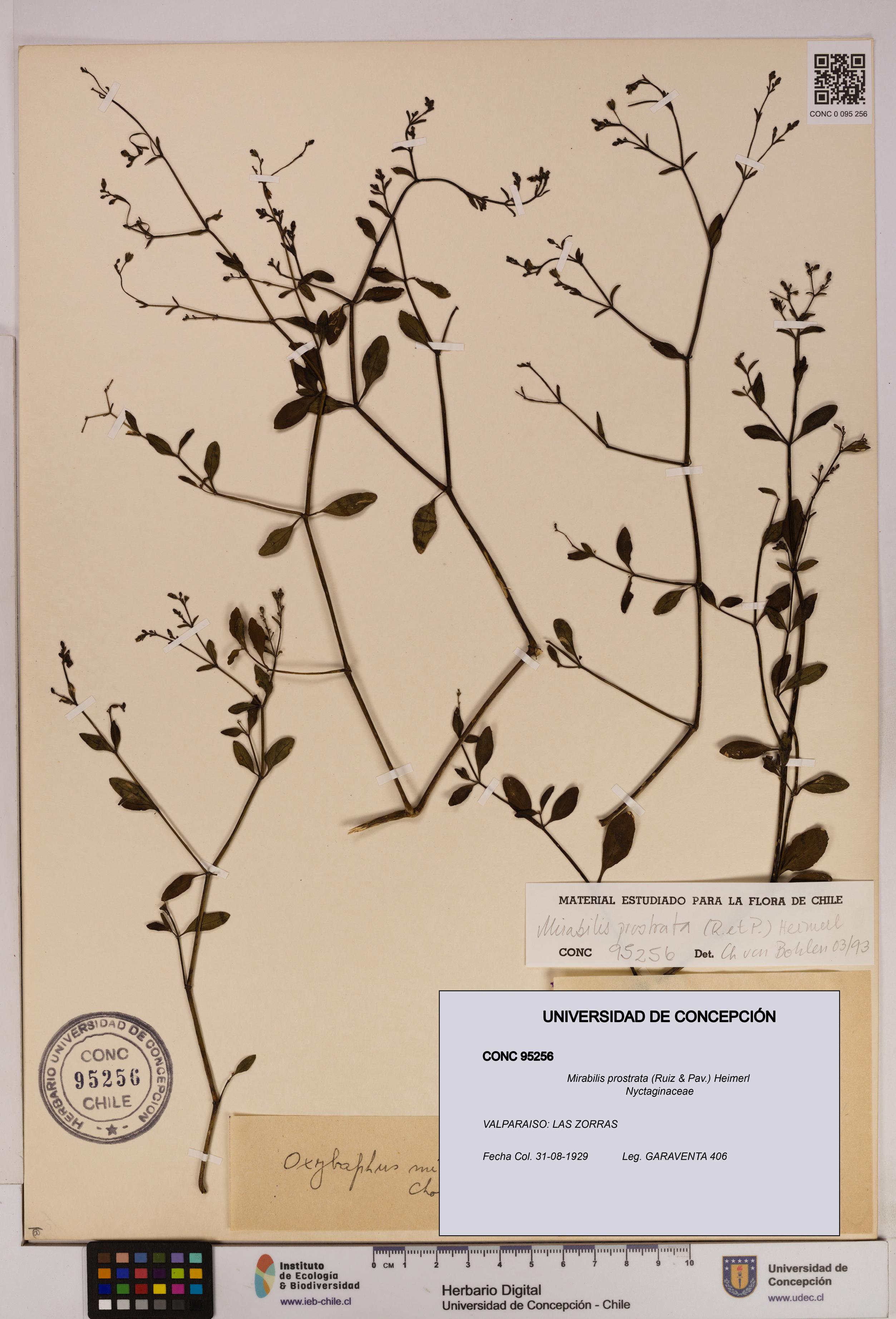 Mirabilis prostrata [Espécimen: UDEC:CONC:0095256]