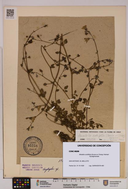 Mirabilis cordifolia [Espécimen: UDEC:CONC:0095258]