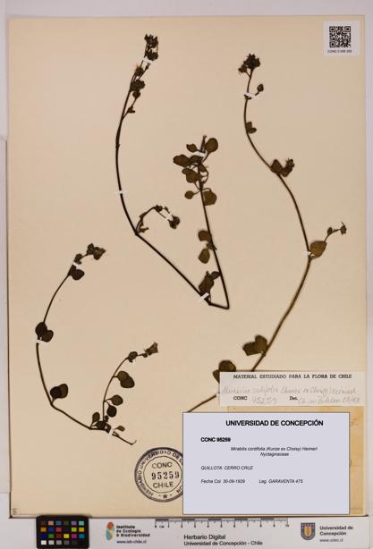 Mirabilis cordifolia [Espécimen: UDEC:CONC:0095259]