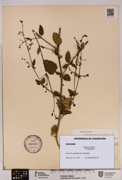 Boerhavia diffusa [Espécimen: UDEC:CONC:0095260]