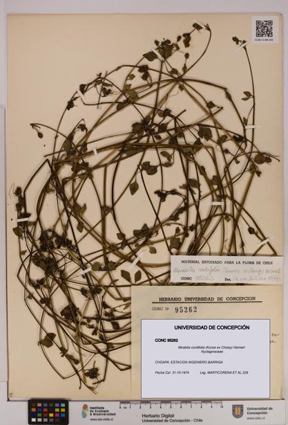 Mirabilis cordifolia [Espécimen: UDEC:CONC:0095262]