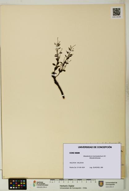Misodendrum brachystachium [Espécimen: UDEC:CONC:0095266]