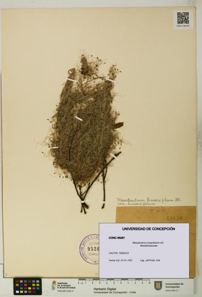 Misodendrum linearifolium [Espécimen: UDEC:CONC:0095267]