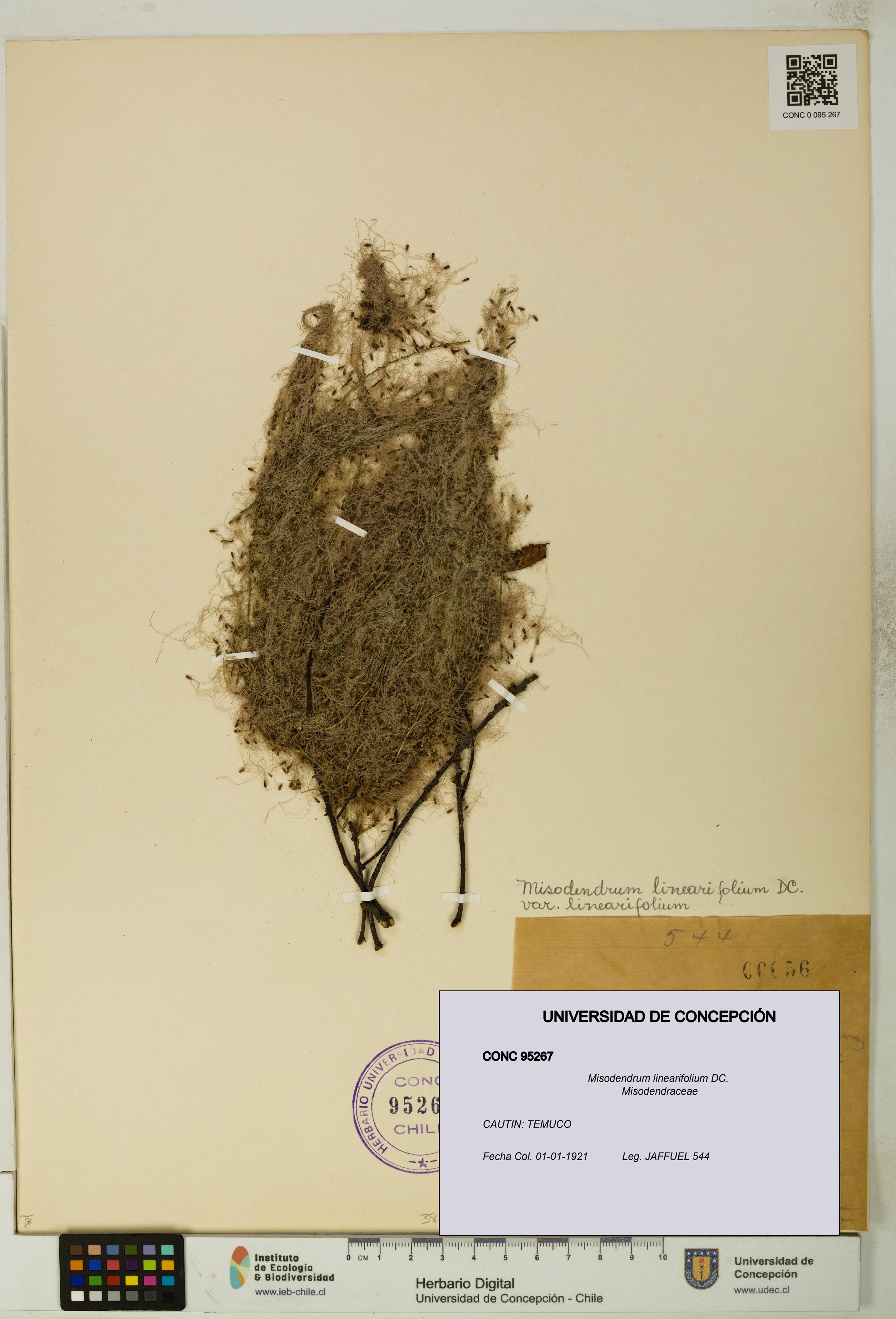 Misodendrum linearifolium [Espécimen: UDEC:CONC:0095267]