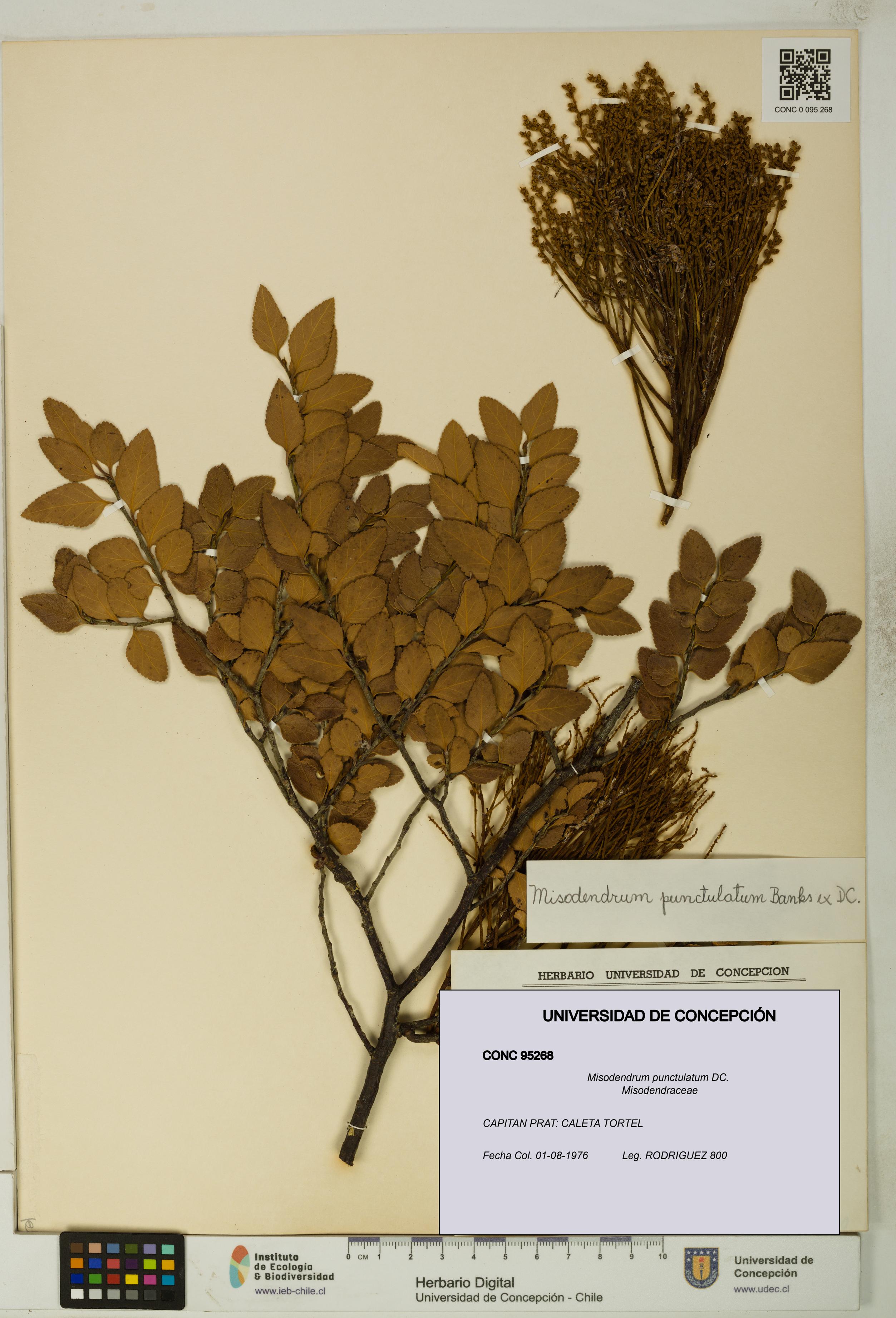 Misodendrum punctulatum [Espécimen: UDEC:CONC:0095268]