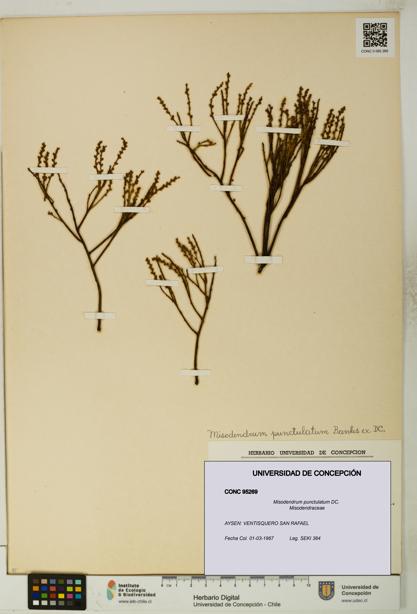 Misodendrum punctulatum [Espécimen: UDEC:CONC:0095269]