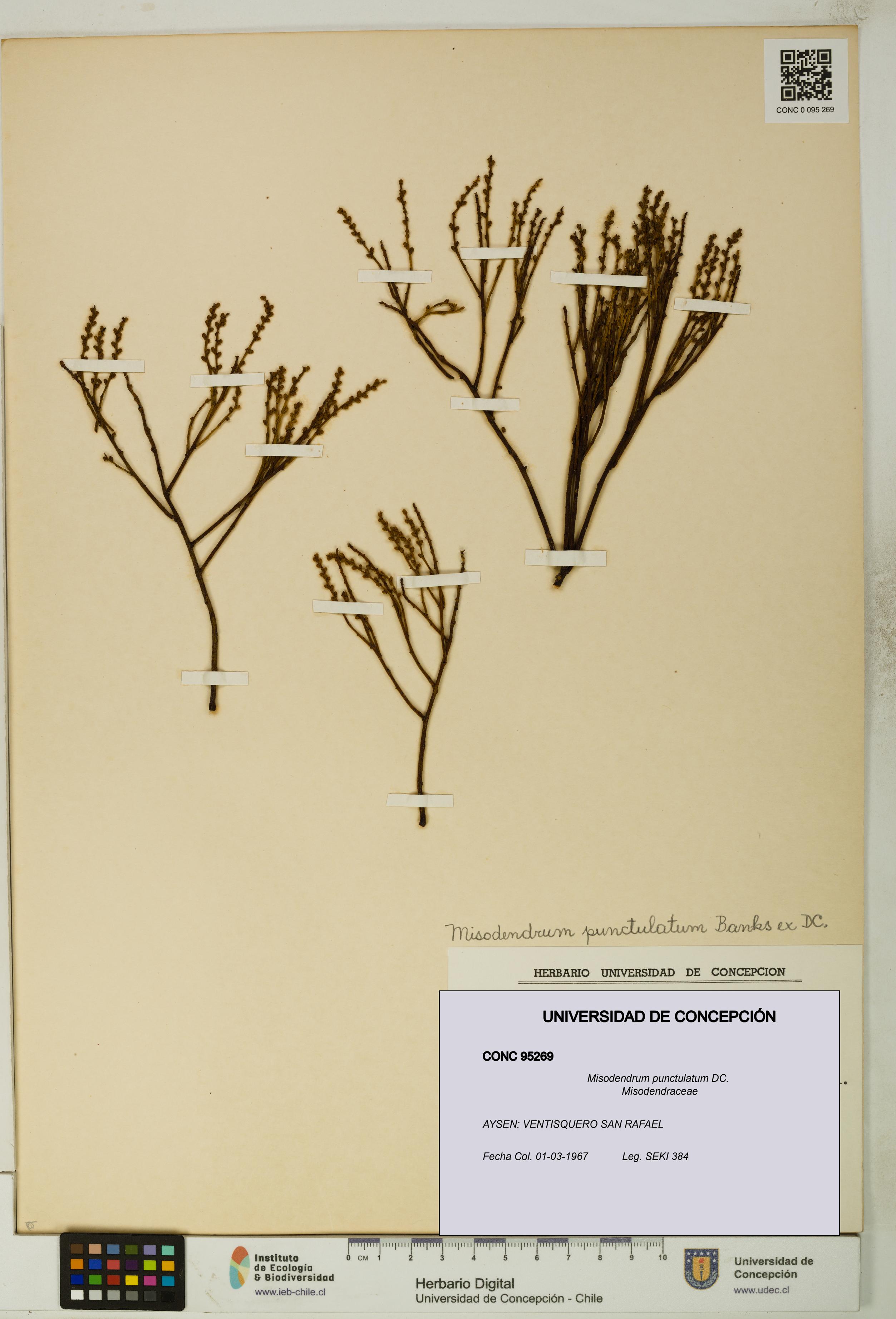 Misodendrum punctulatum [Espécimen: UDEC:CONC:0095269]