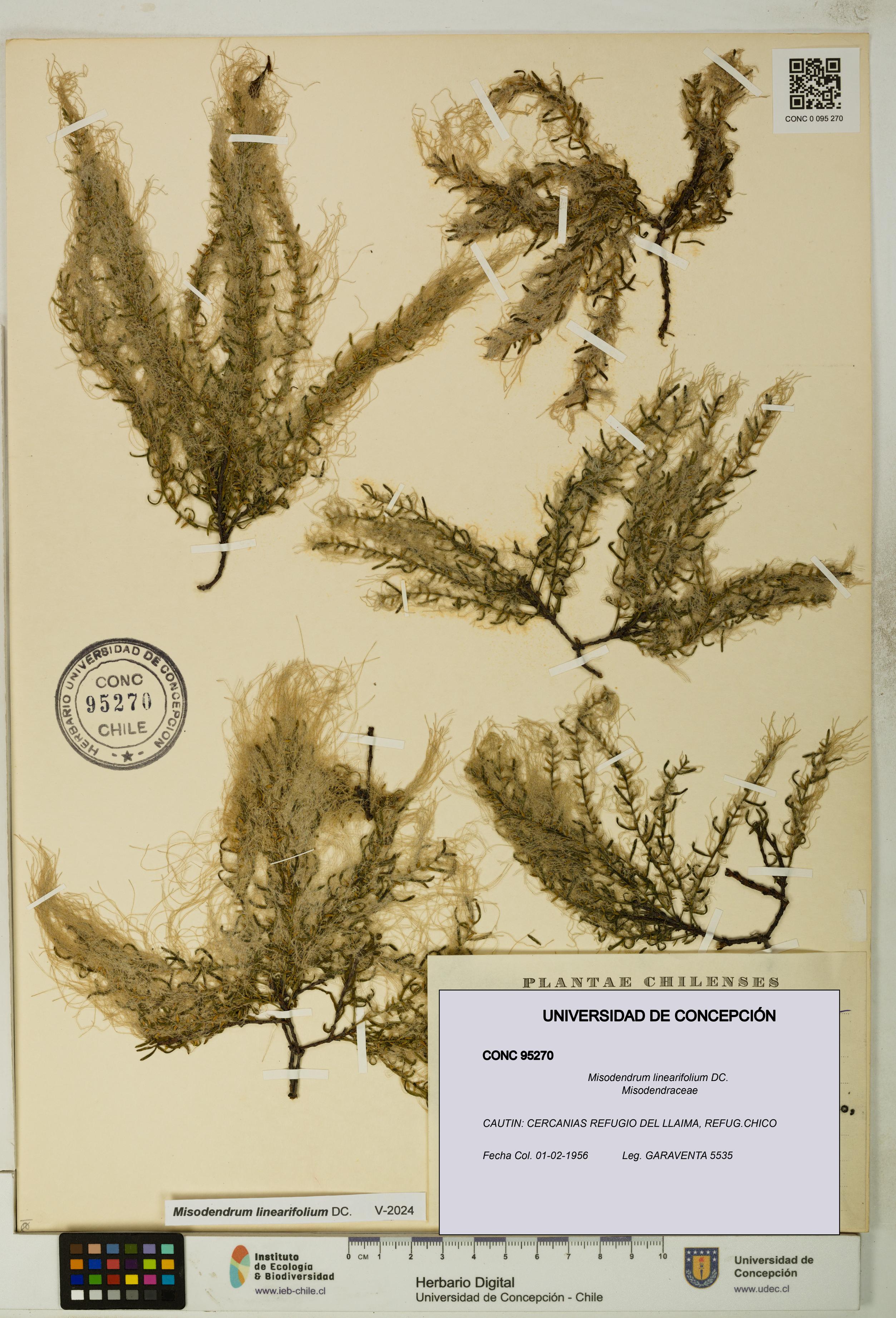 Misodendrum linearifolium [Espécimen: UDEC:CONC:0095270]