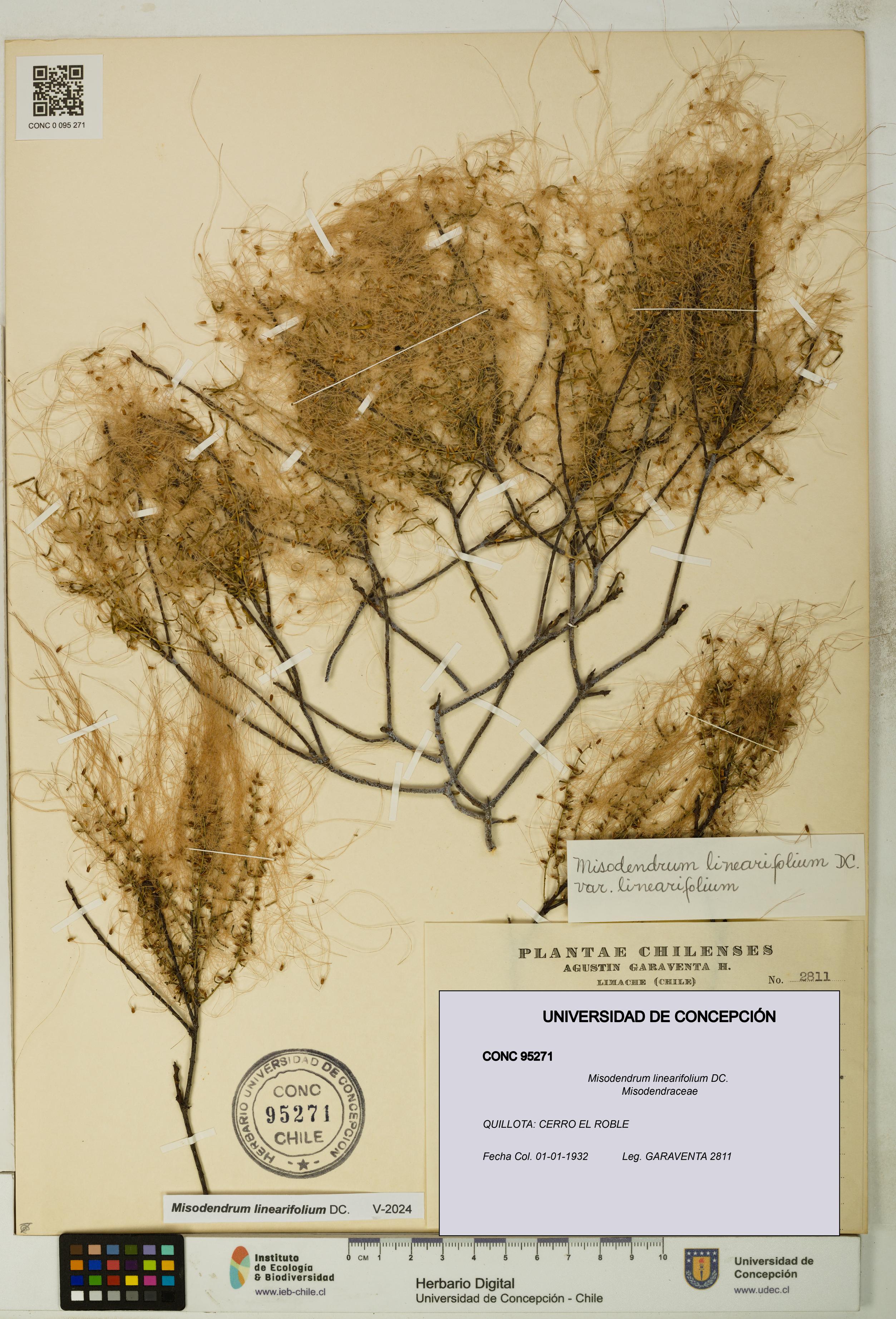 Misodendrum linearifolium [Espécimen: UDEC:CONC:0095271]