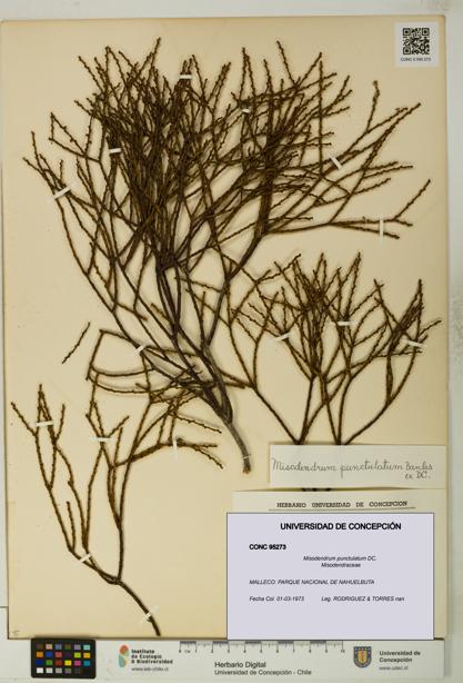 Misodendrum punctulatum [Espécimen: UDEC:CONC:0095273]
