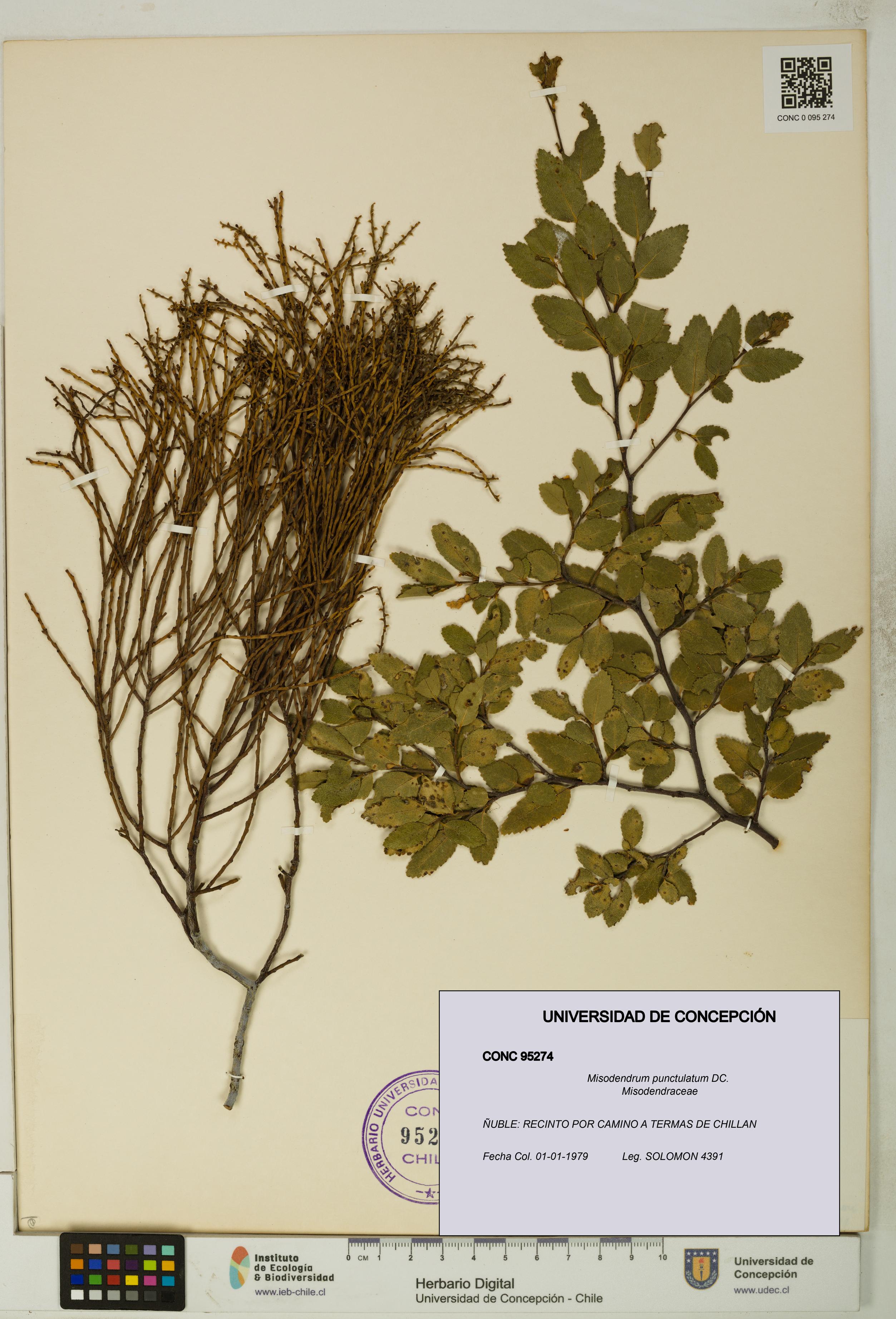 Misodendrum punctulatum [Espécimen: UDEC:CONC:0095274]