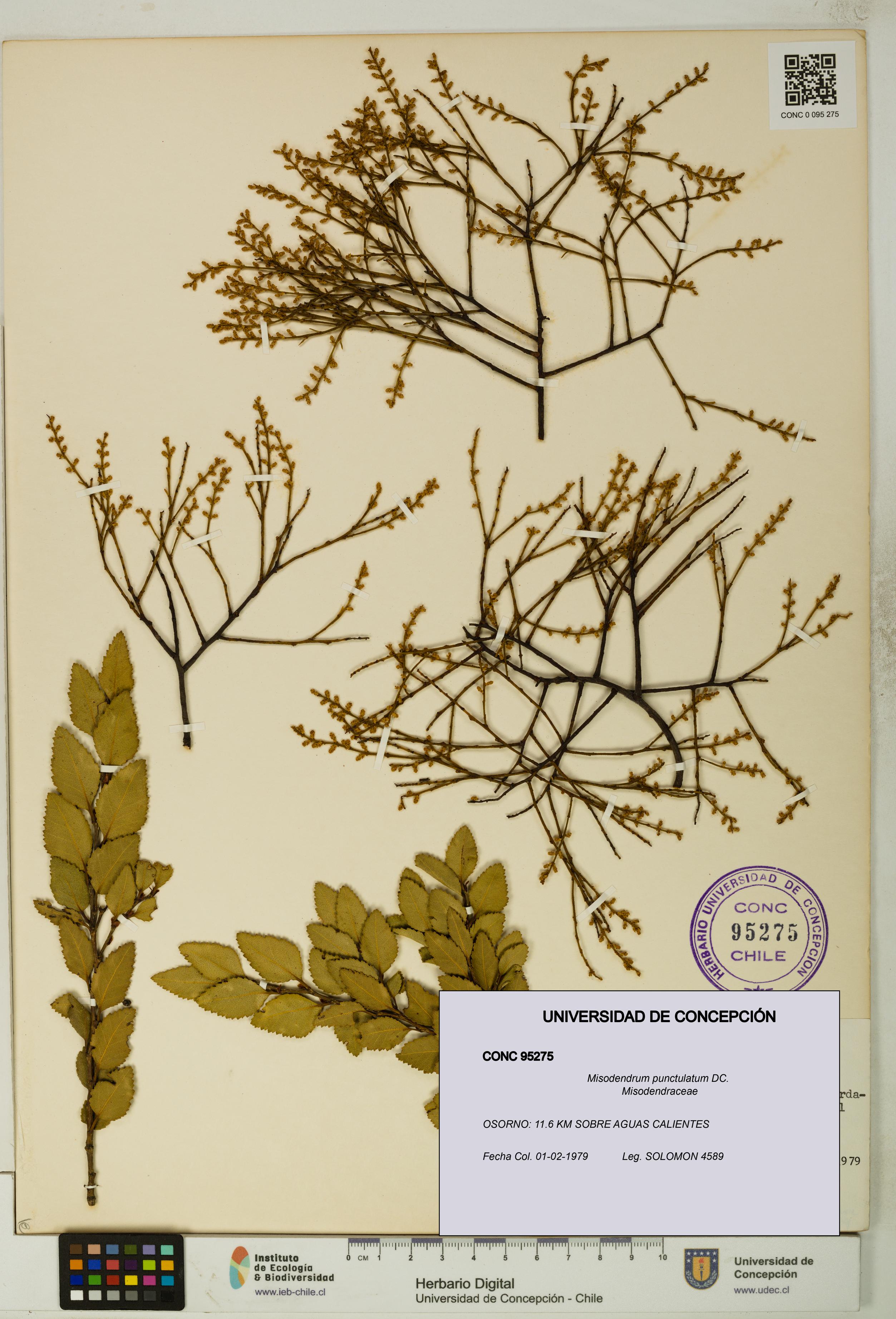 Misodendrum punctulatum [Espécimen: UDEC:CONC:0095275]