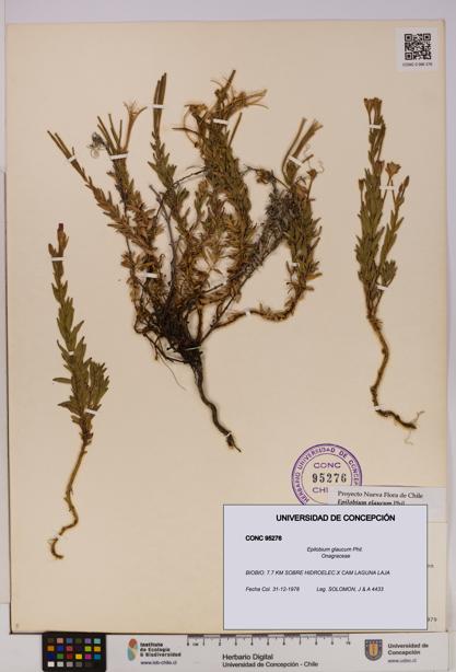 Epilobium glaucum [Espécimen: UDEC:CONC:0095276]