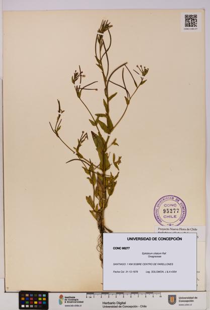 Epilobium ciliatum [Espécimen: UDEC:CONC:0095277]