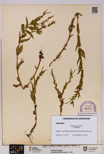 Epilobium ciliatum [Espécimen: UDEC:CONC:0095278]