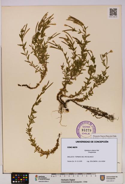 Epilobium ciliatum [Espécimen: UDEC:CONC:0095279]