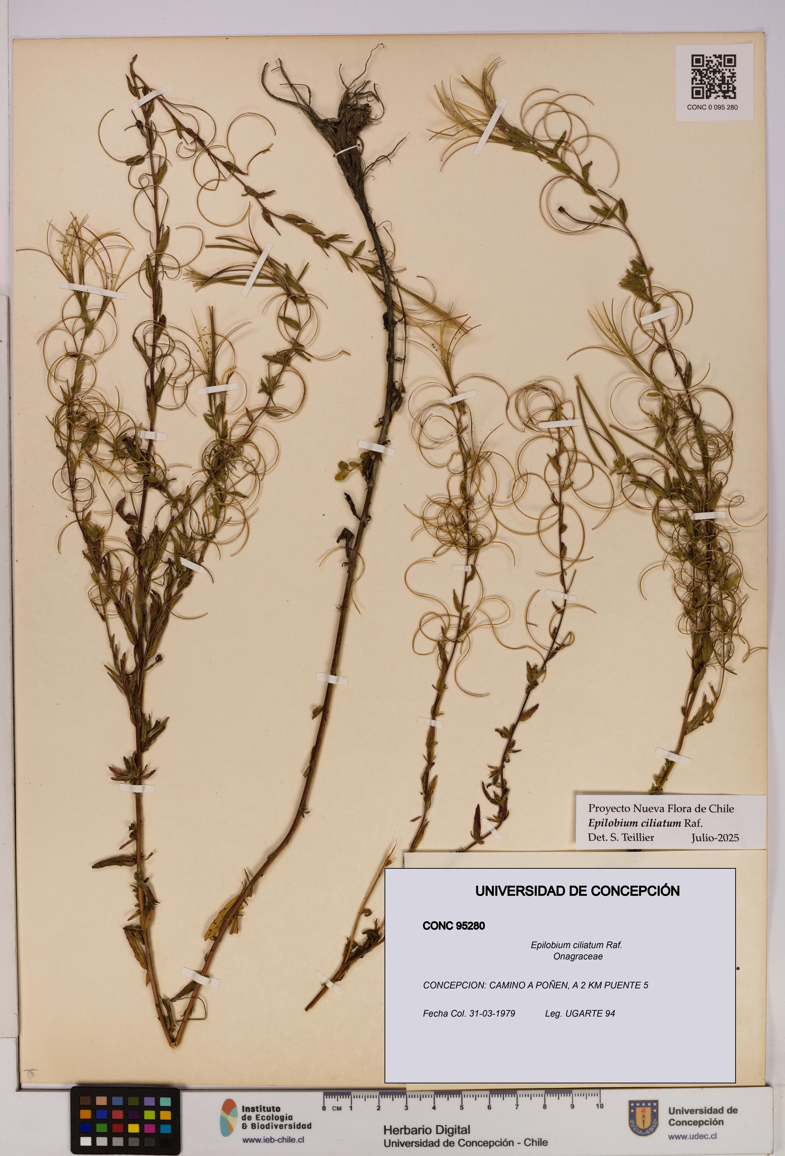 Epilobium ciliatum [Espécimen: UDEC:CONC:0095280]