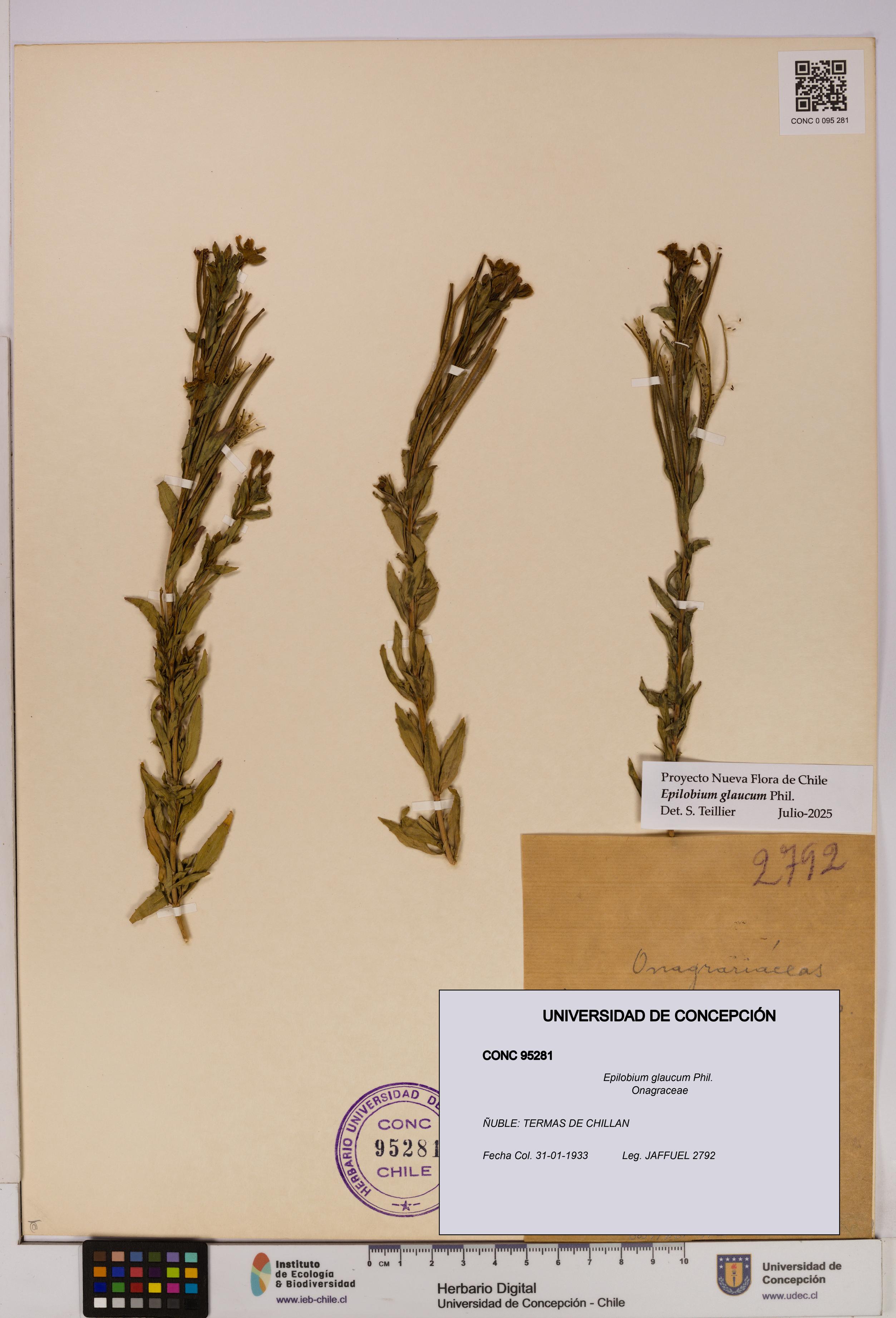 Epilobium glaucum [Espécimen: UDEC:CONC:0095281]