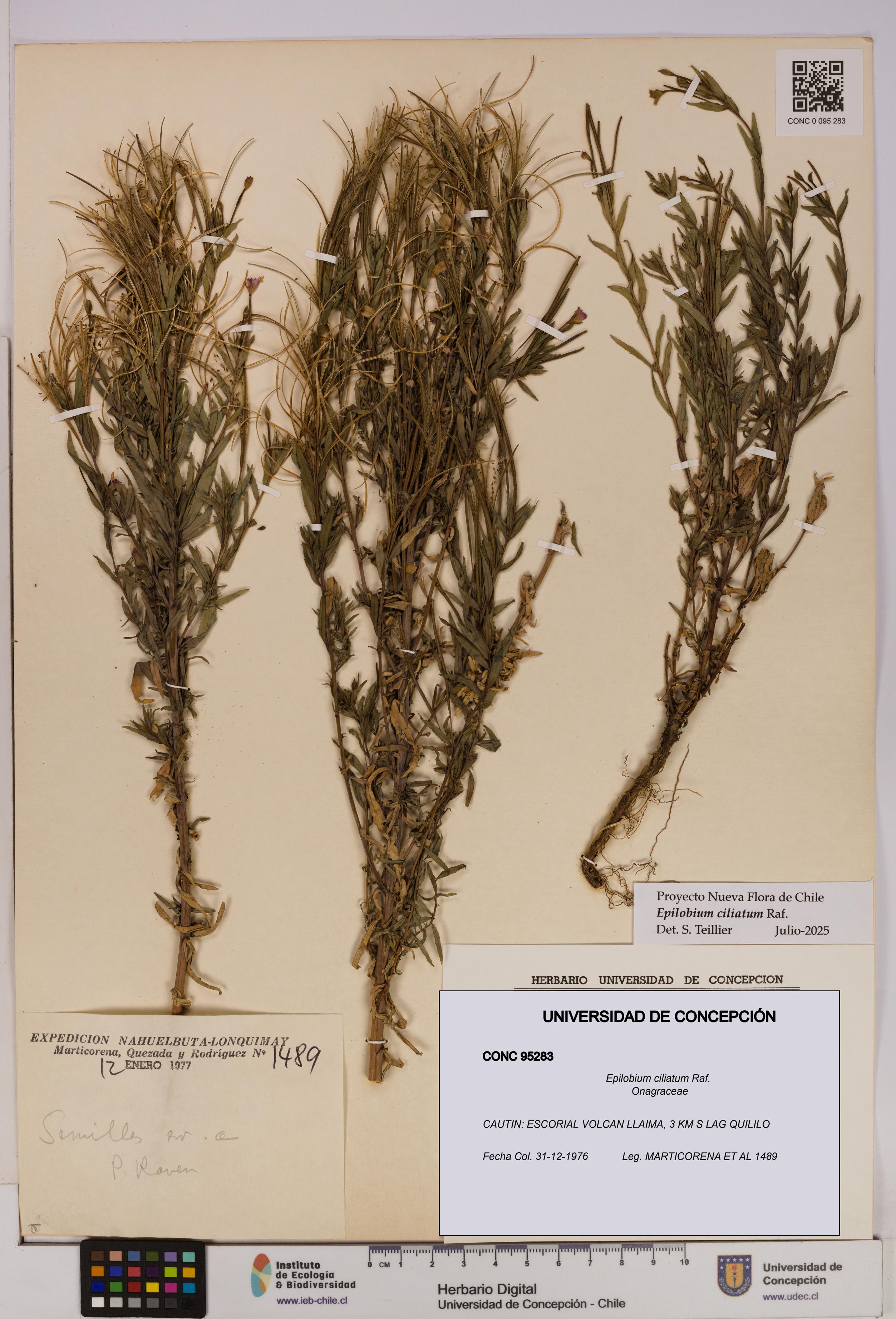 Epilobium ciliatum [Espécimen: UDEC:CONC:0095283]
