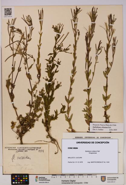 Epilobium ciliatum [Espécimen: UDEC:CONC:0095284]