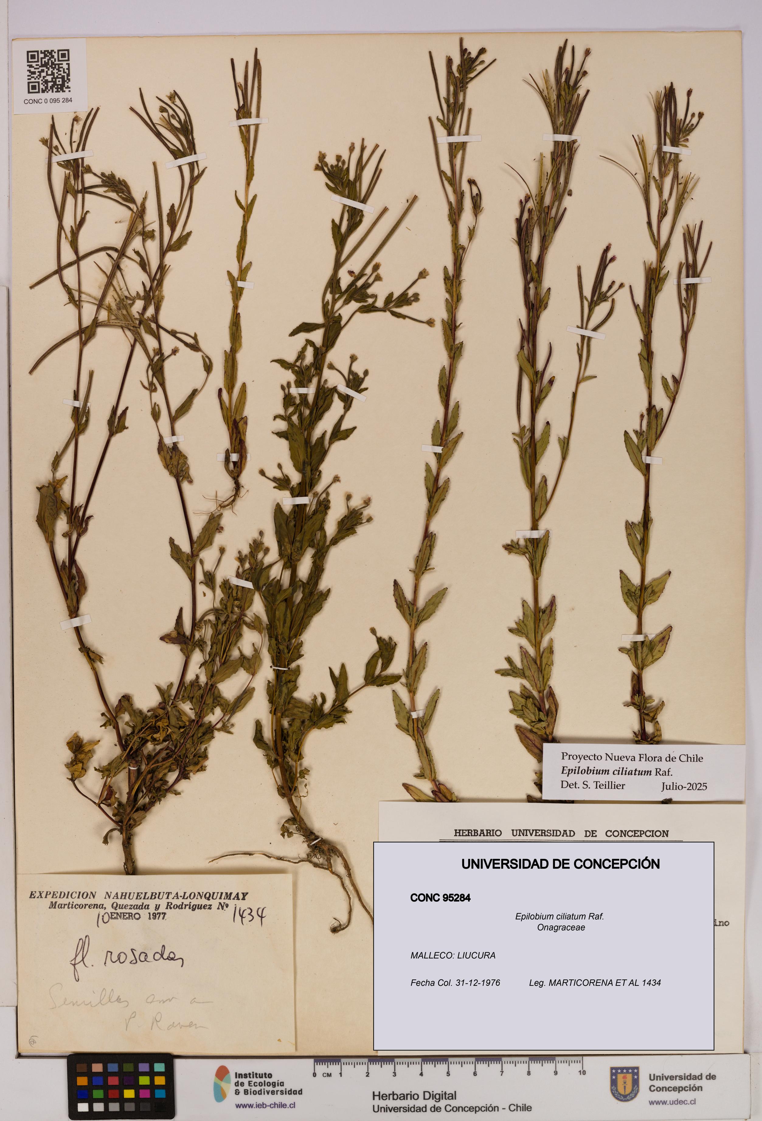 Epilobium ciliatum [Espécimen: UDEC:CONC:0095284]