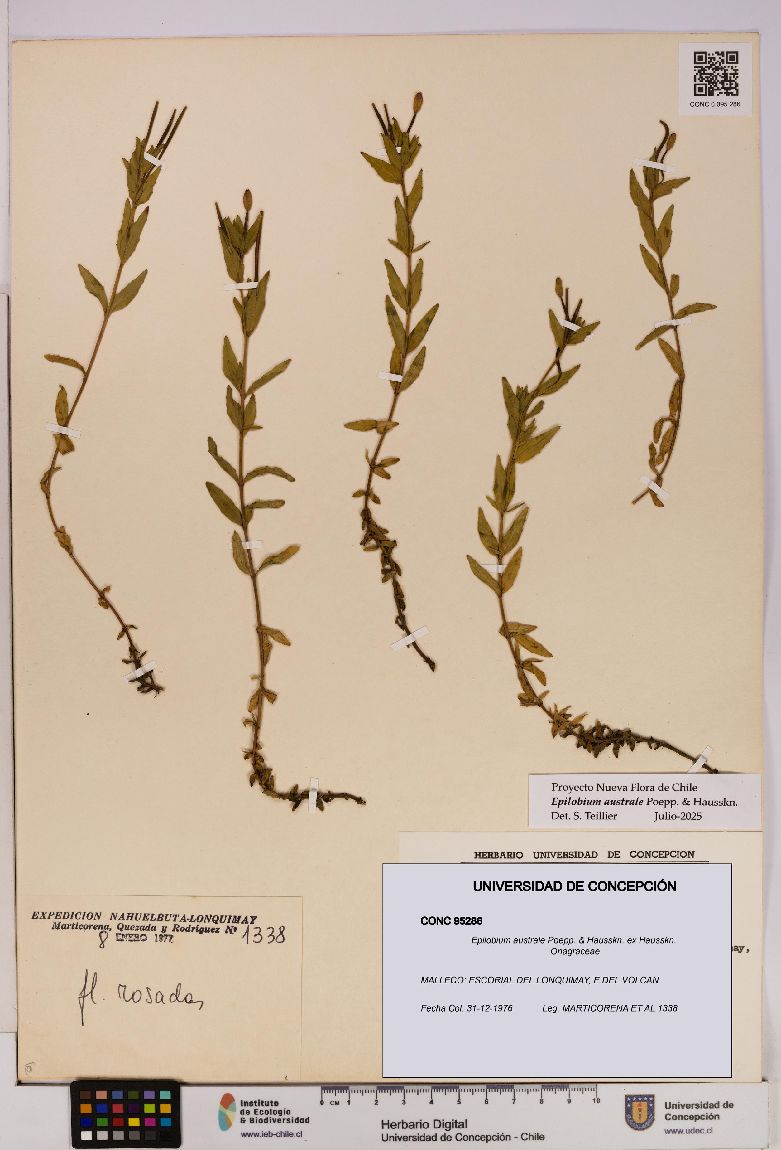 Epilobium australe [Espécimen: UDEC:CONC:0095286]