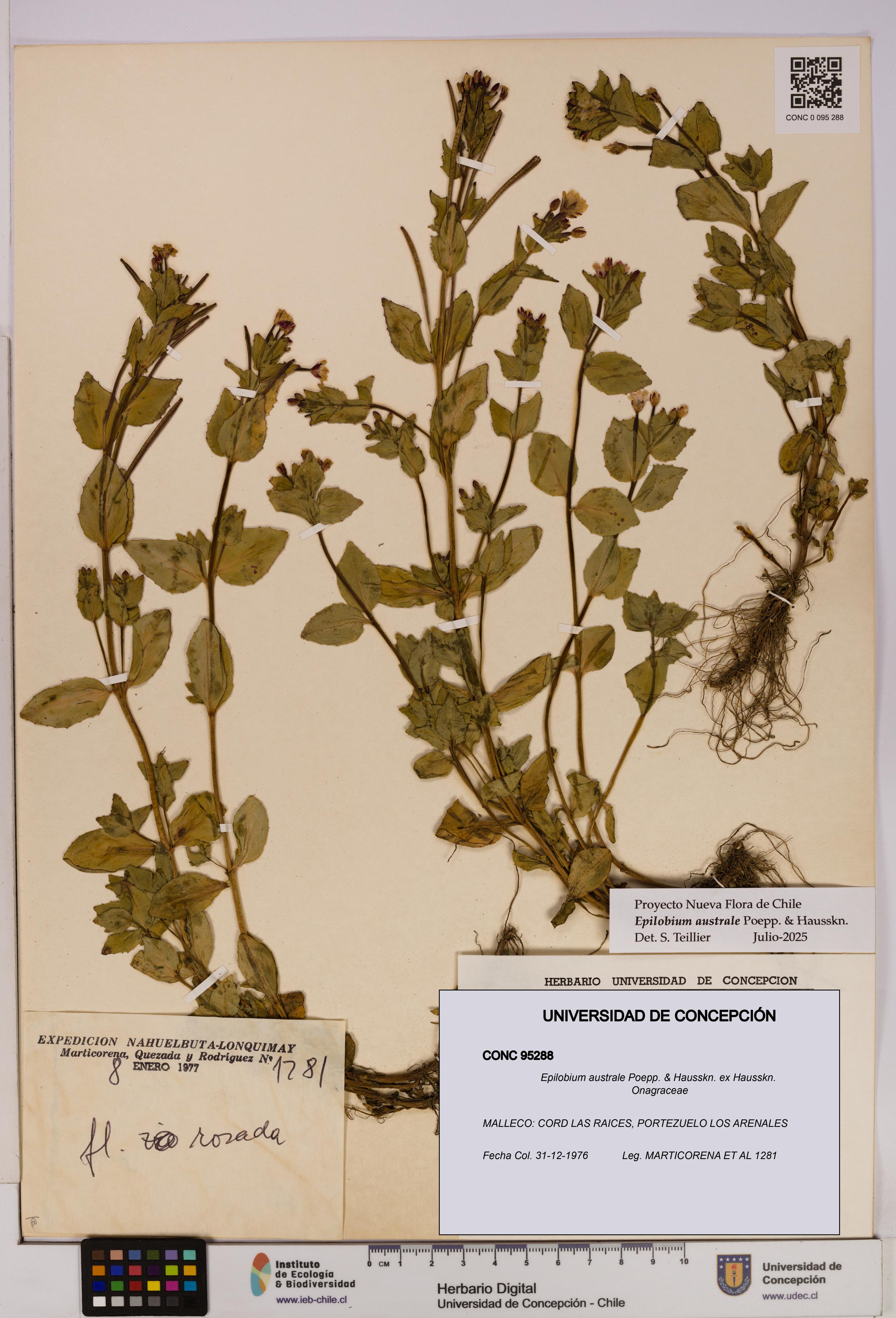 Epilobium australe [Espécimen: UDEC:CONC:0095288]