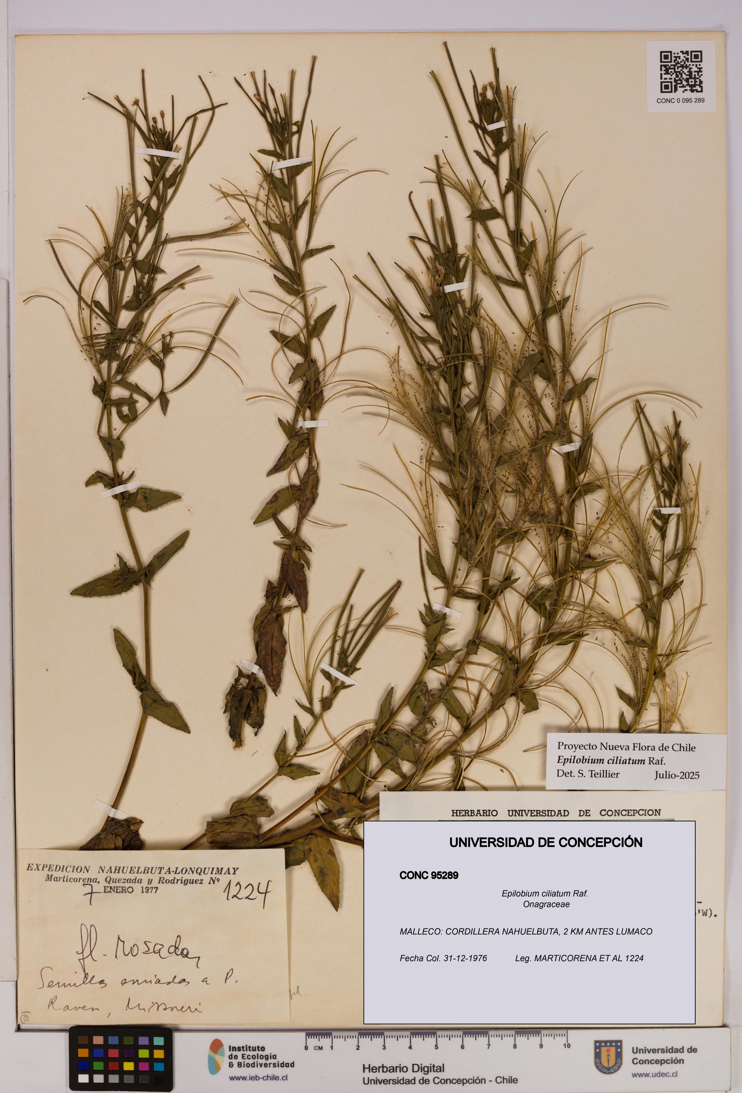 Epilobium ciliatum [Espécimen: UDEC:CONC:0095289]