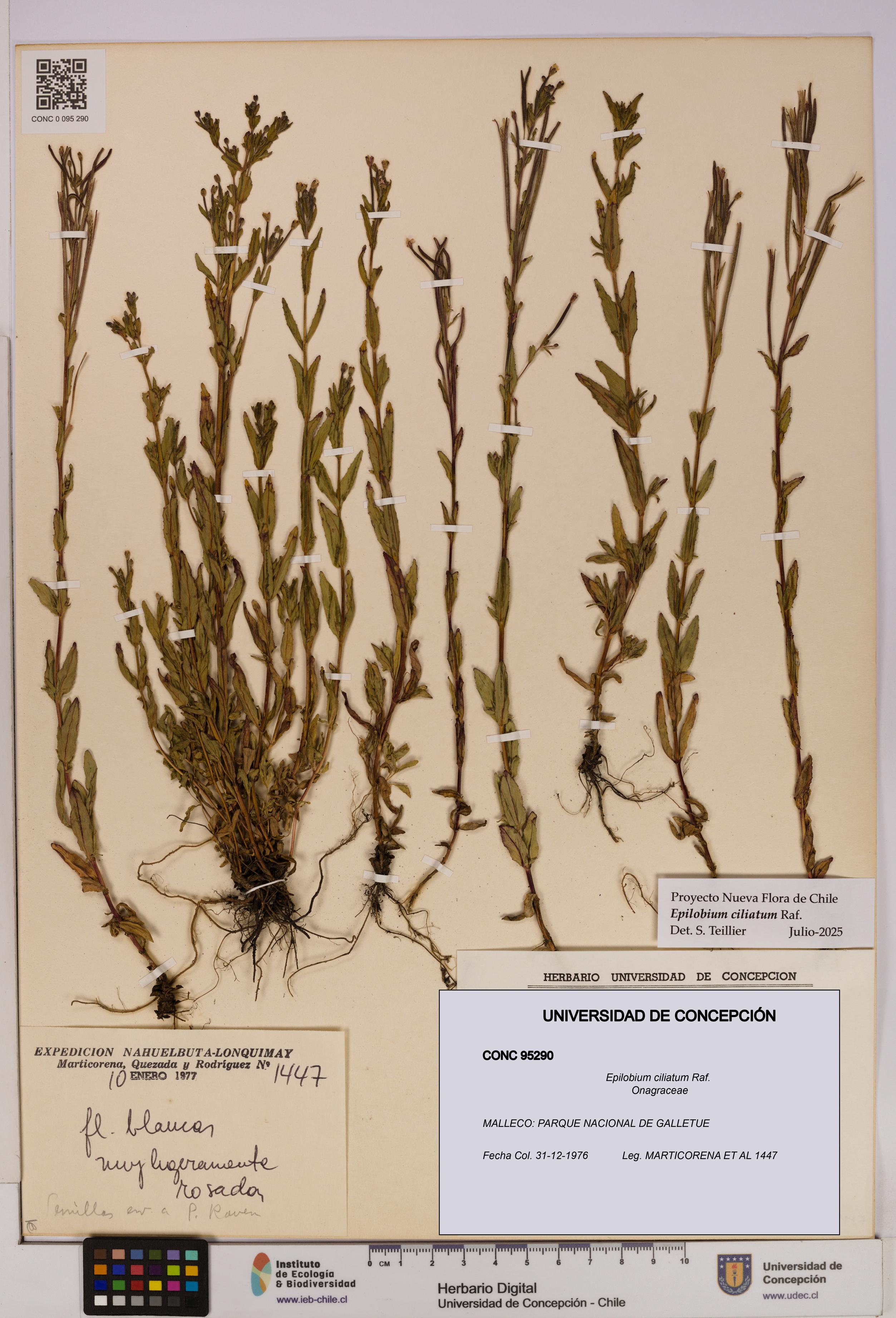 Epilobium ciliatum [Espécimen: UDEC:CONC:0095290]