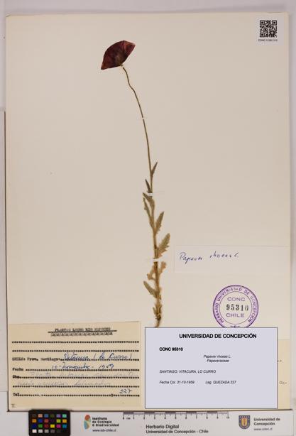 Papaver rhoeas [Espécimen: UDEC:CONC:0095310]