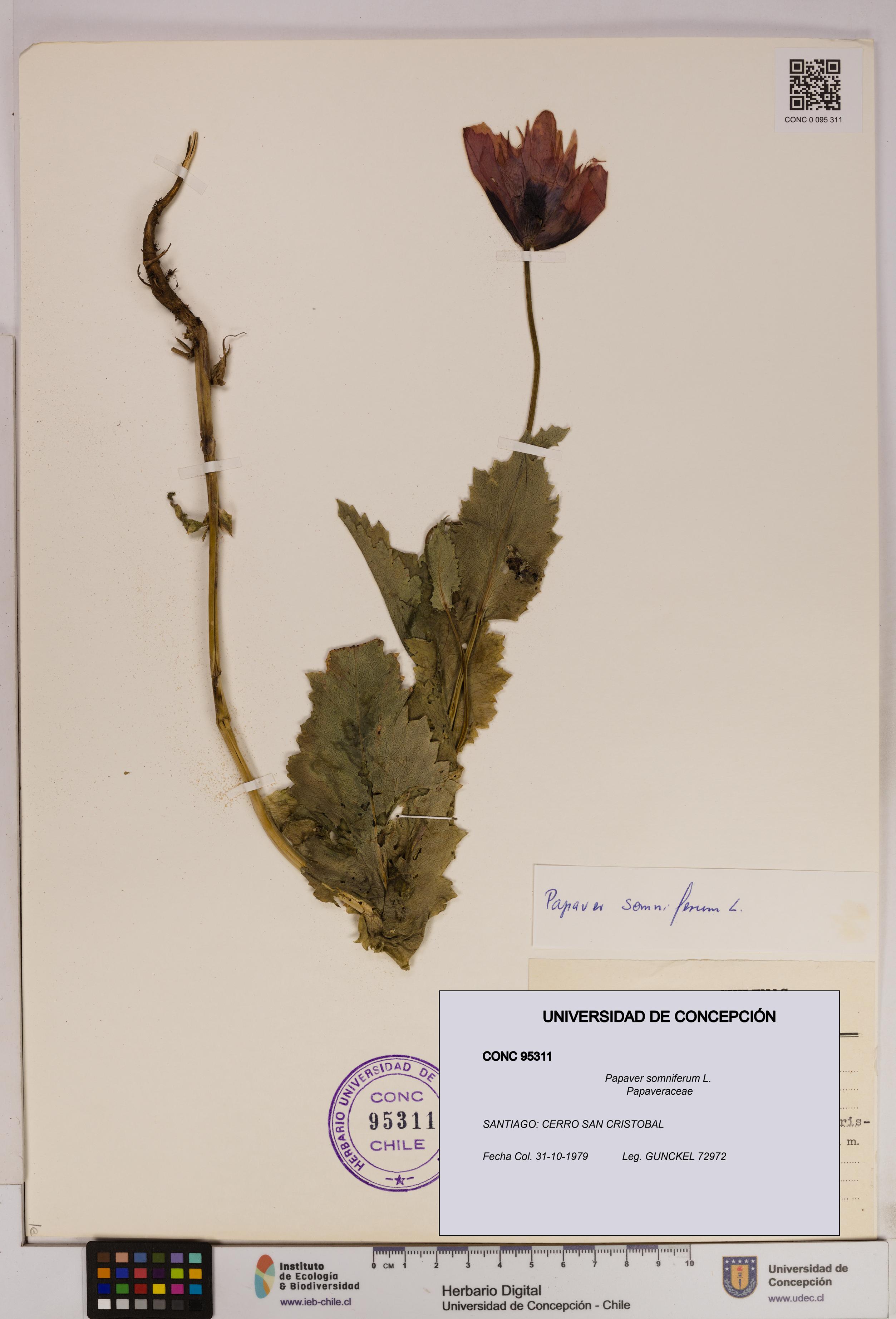 Papaver somniferum [Espécimen: UDEC:CONC:0095311]