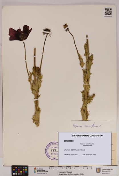 Papaver somniferum [Espécimen: UDEC:CONC:0095312]