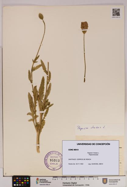 Papaver rhoeas [Espécimen: UDEC:CONC:0095313]