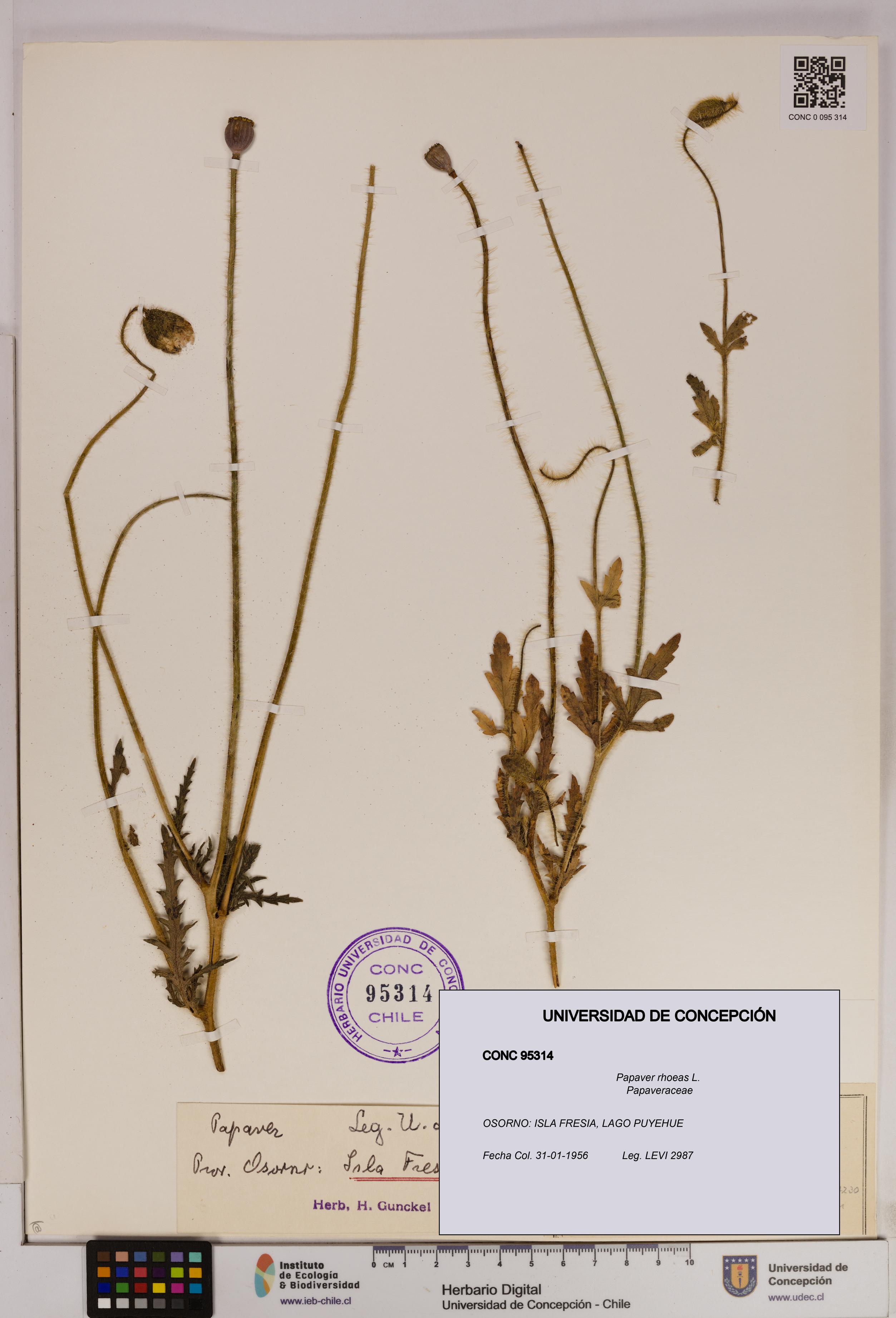 Papaver rhoeas [Espécimen: UDEC:CONC:0095314]