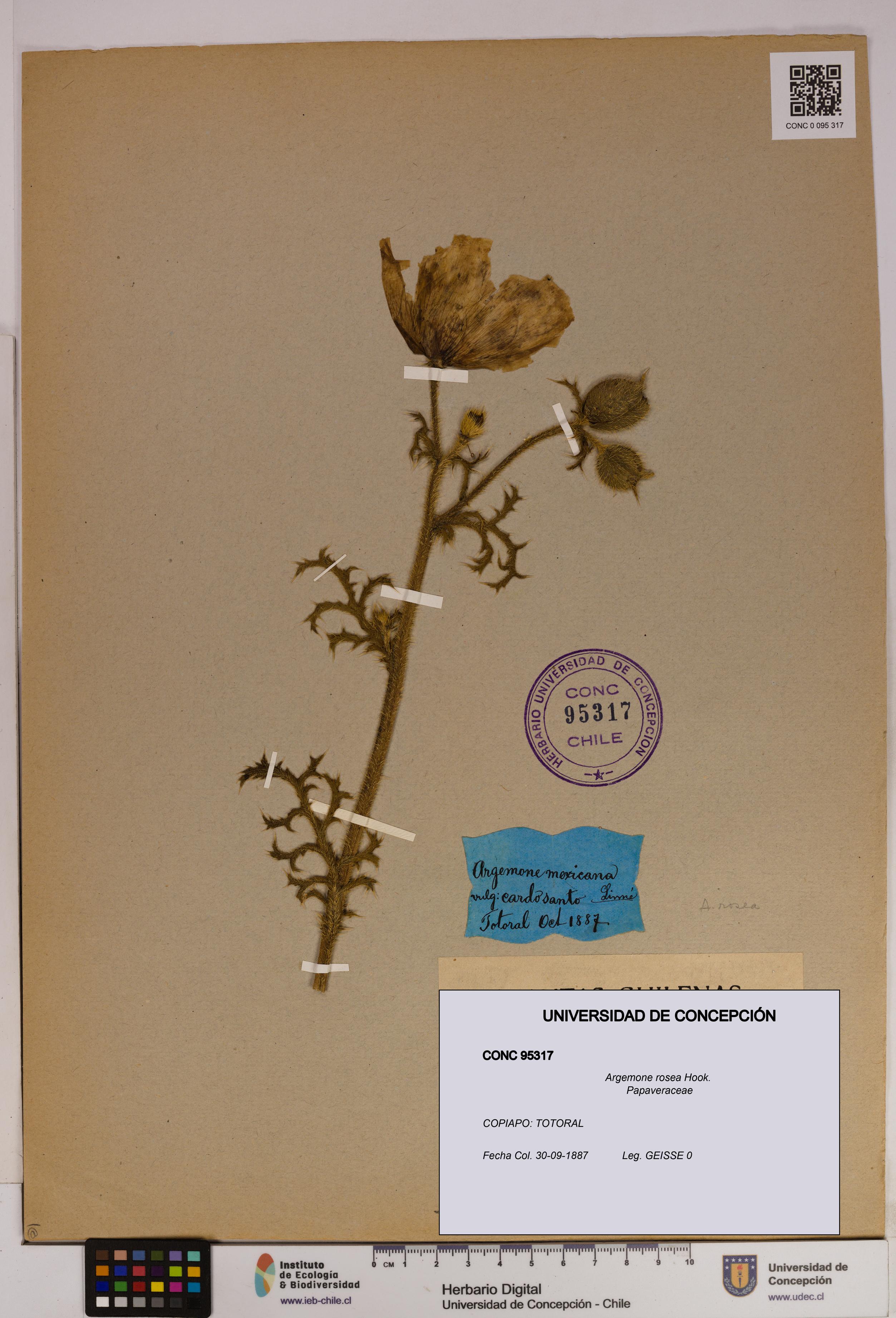 Argemone rosea [Espécimen: UDEC:CONC:0095317]