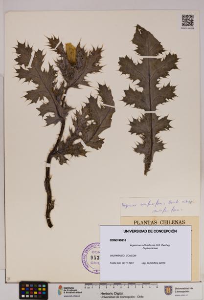 Argemone subfusiformis [Espécimen: UDEC:CONC:0095318]