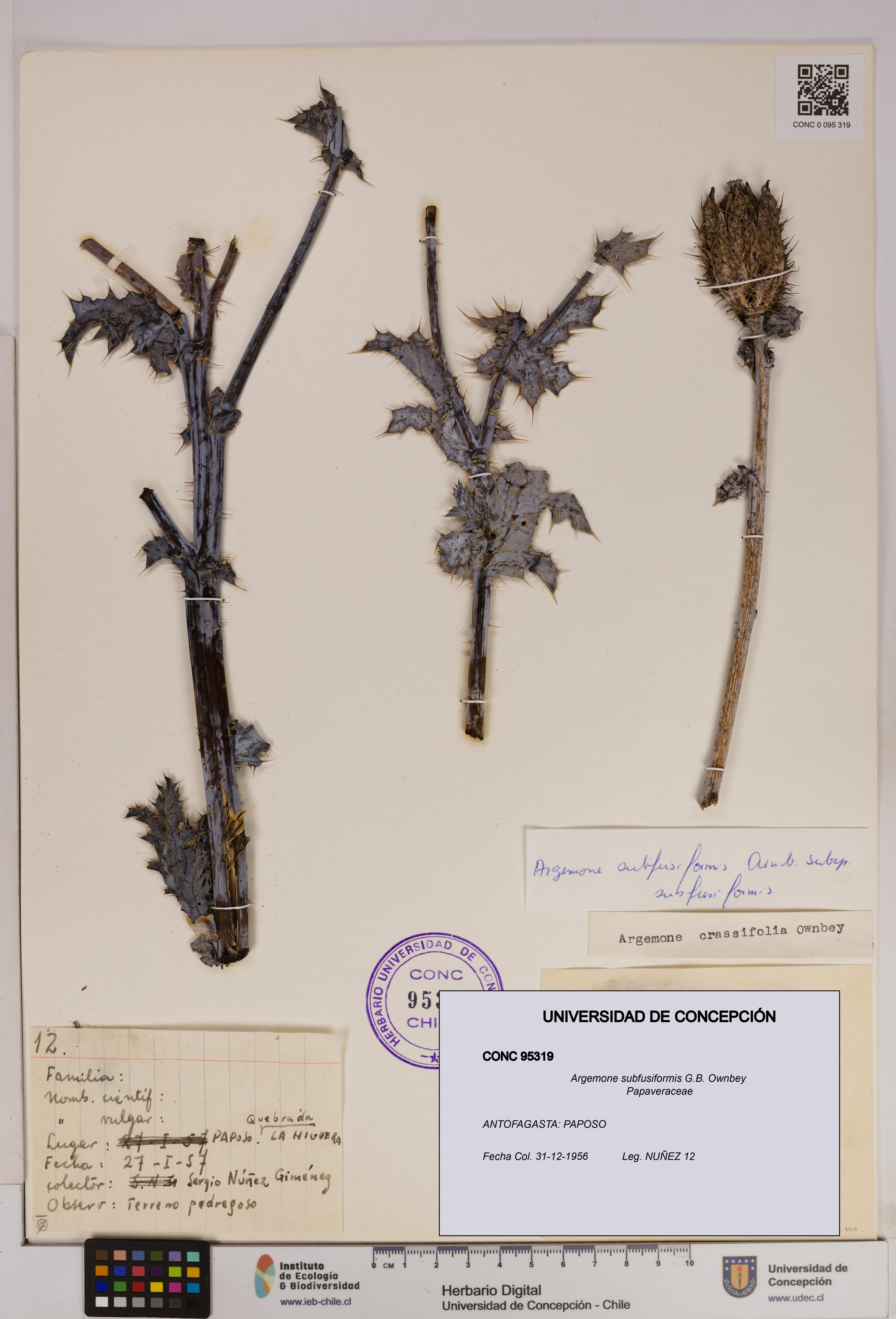 Argemone subfusiformis [Espécimen: UDEC:CONC:0095319]