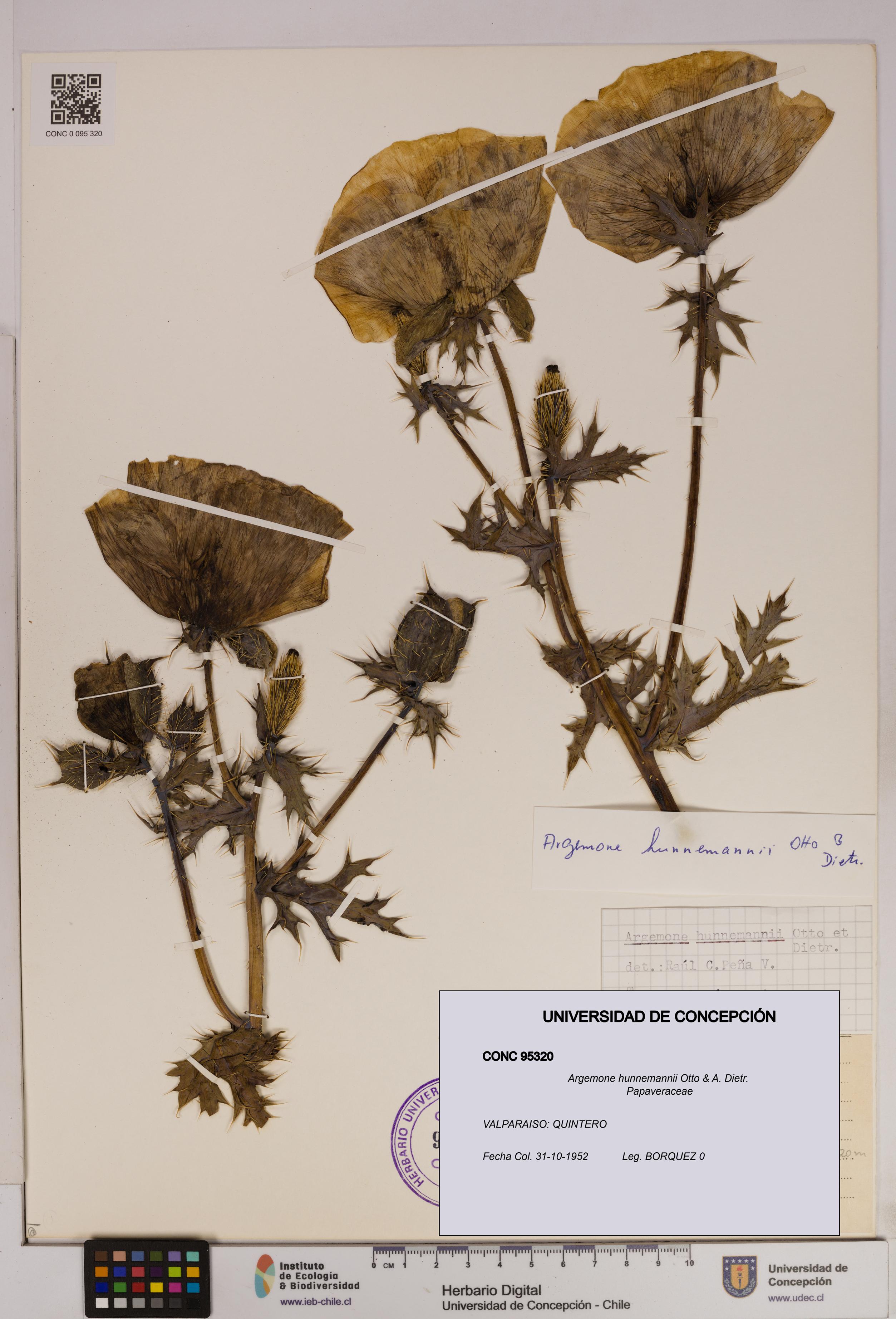 Argemone hunnemannii [Espécimen: UDEC:CONC:0095320]