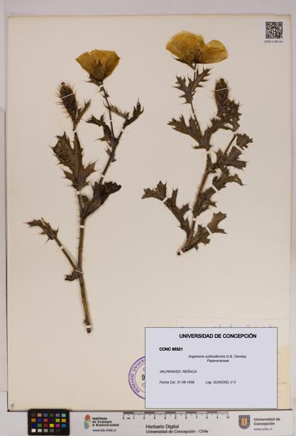 Argemone subfusiformis [Espécimen: UDEC:CONC:0095321]