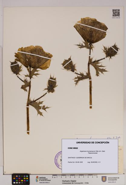 Argemone hunnemannii [Espécimen: UDEC:CONC:0095322]