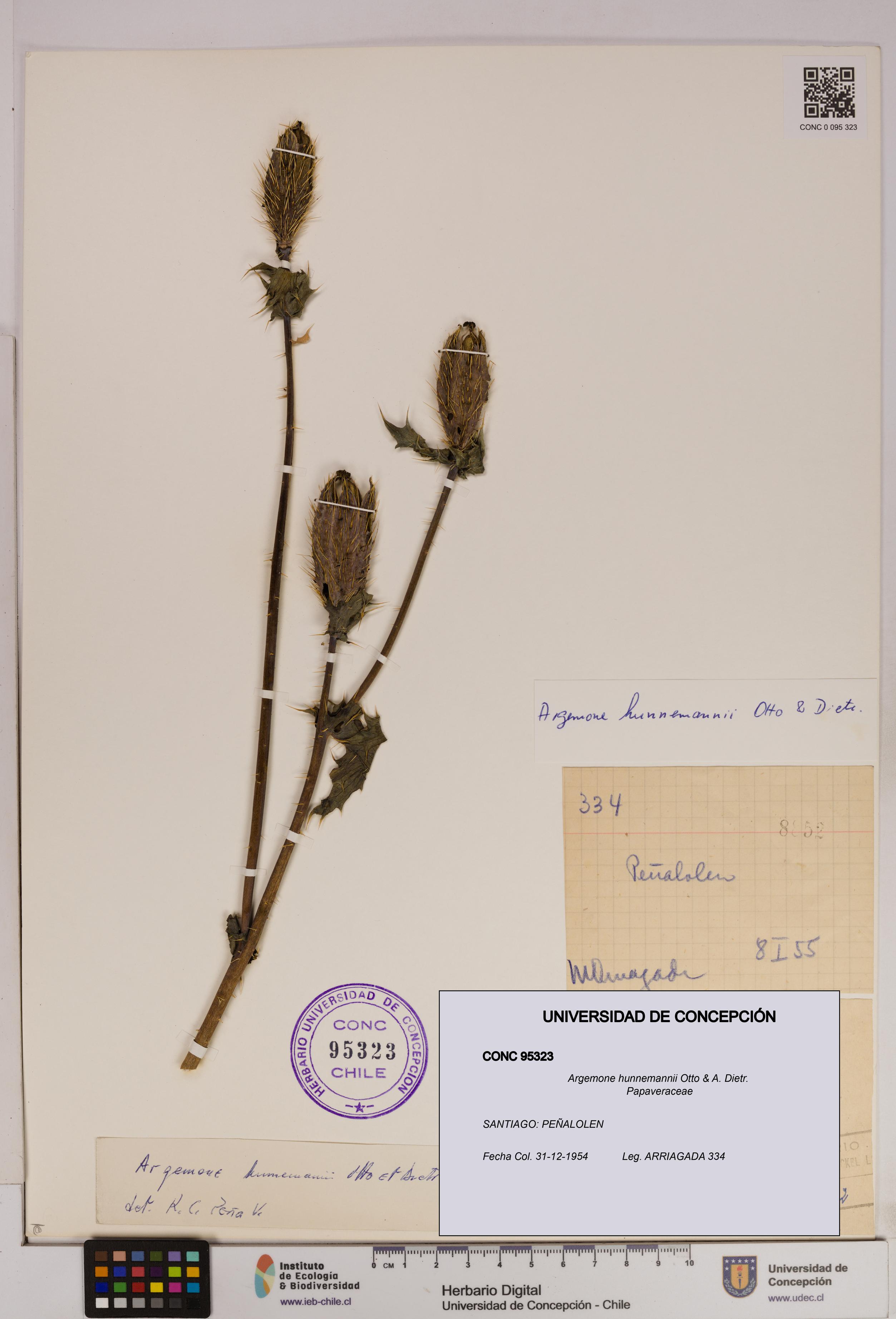 Argemone hunnemannii [Espécimen: UDEC:CONC:0095323]